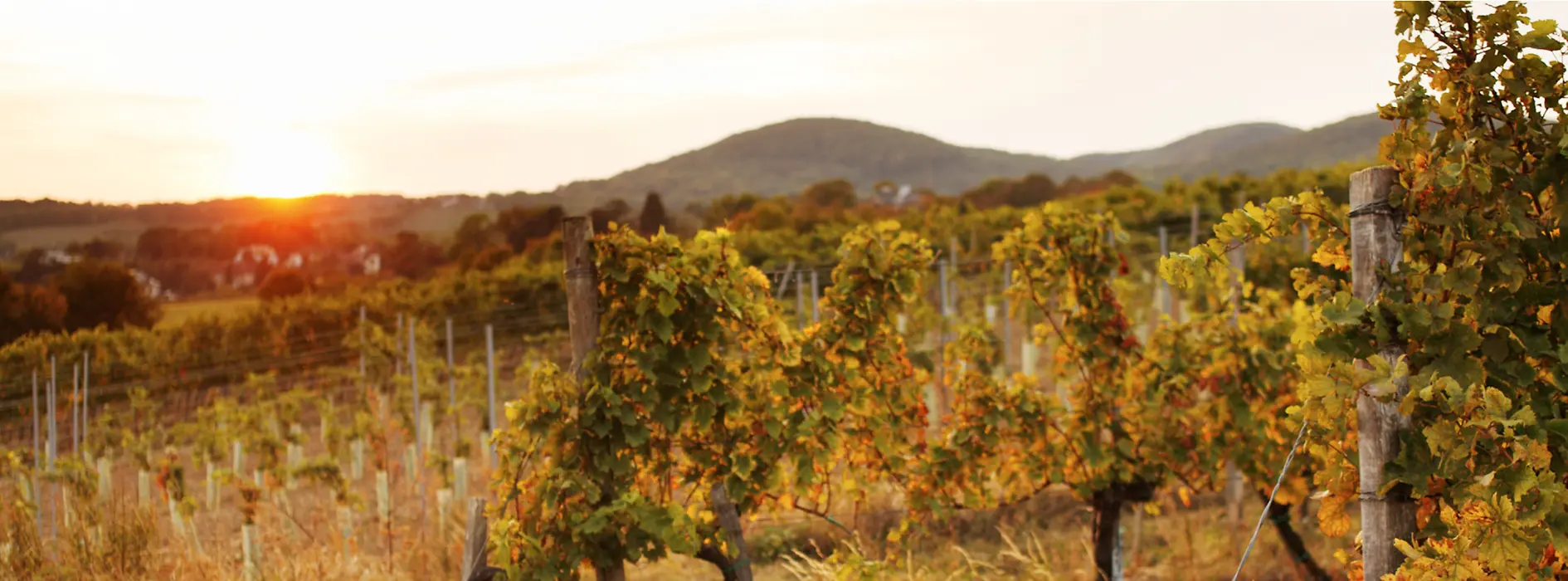 Vignes
