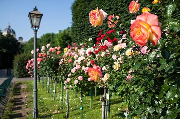 Róże w parku Volksgarten