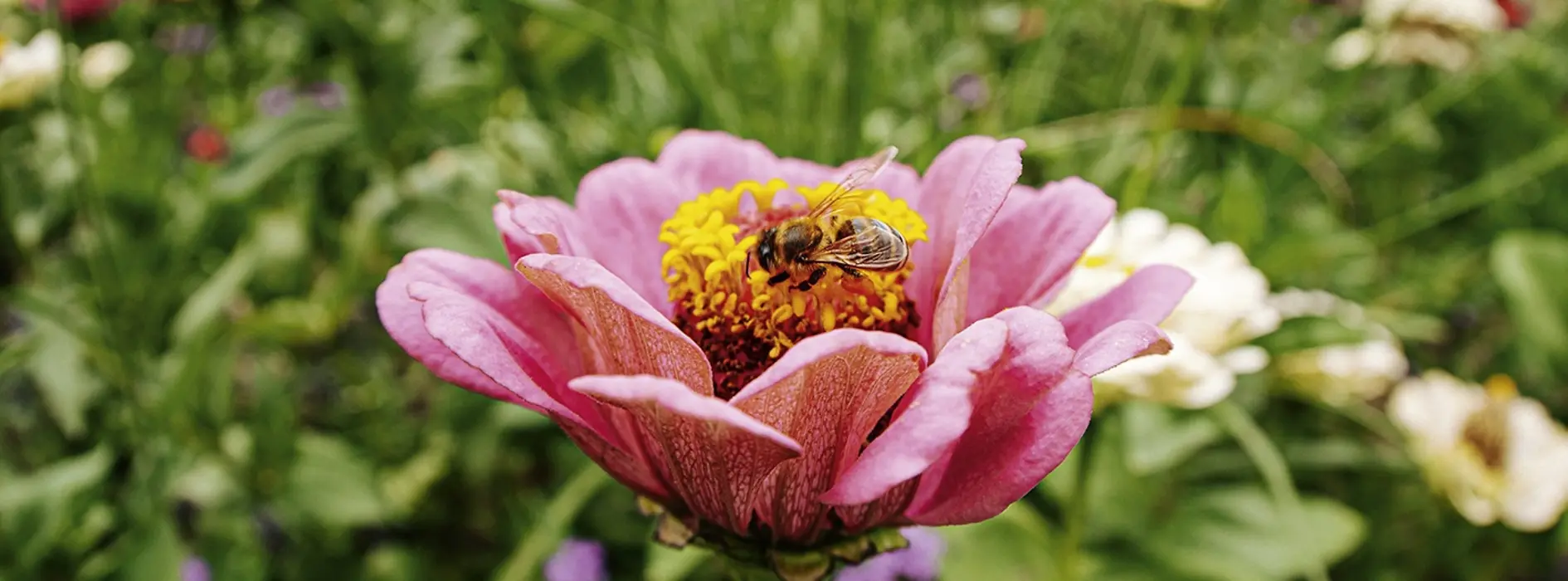 Abeja en una flor