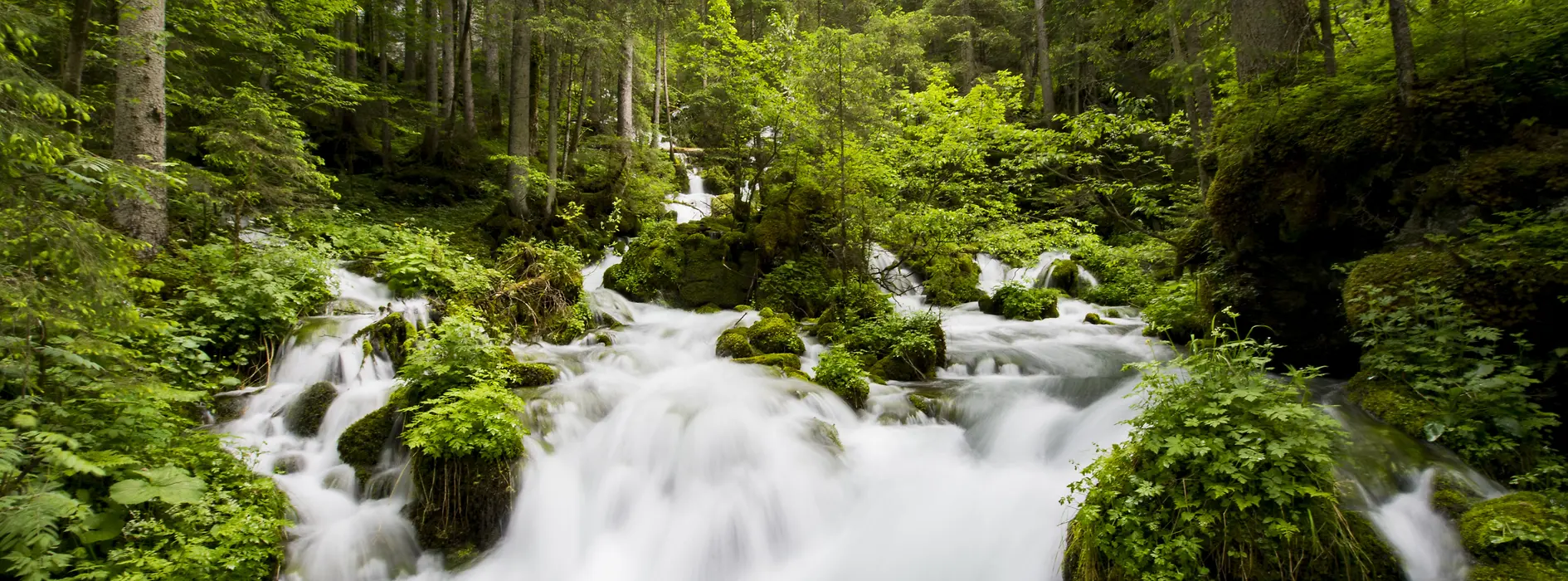 Sorgente d’acqua di alta quota alpina