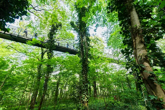 Hängebrücke und Bäume des Naturerlebnispfads im Tiergarten Schönbrunn 