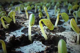 Soy seedlings